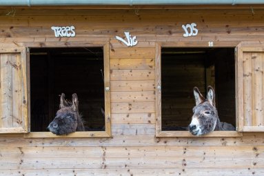 De ezels hebben hun naam boven hun staldeur hangen.