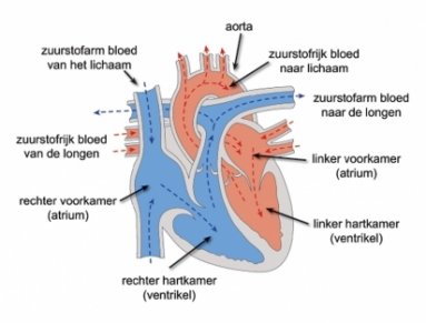 helper nakomelingen beloning Werking van het hart - Centrum voor cardiale revalidatie - - Noorderhart